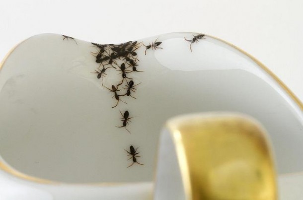 La-Philie-Evelyn-Bracklow-ants