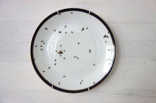 porcelain-dishes-covered-in-painted-ants-3